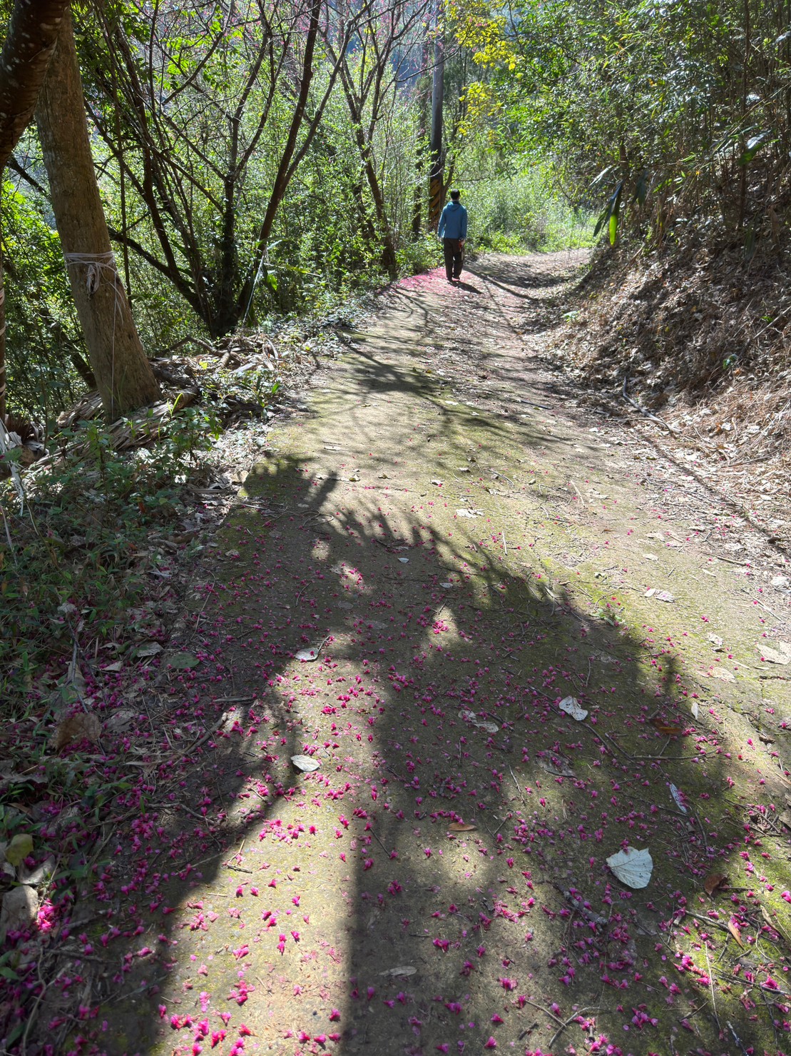 道路概況及櫻花樹