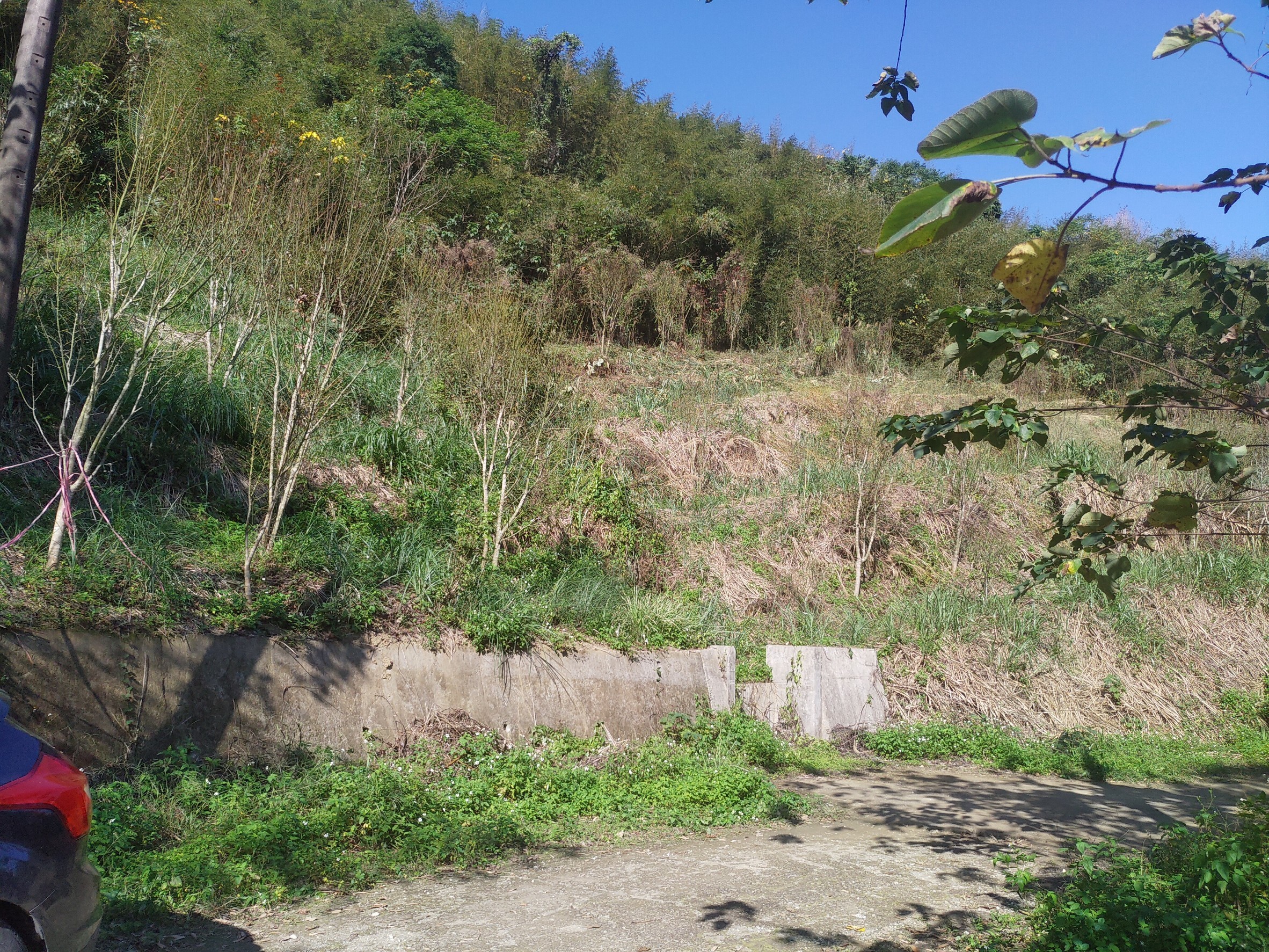 土地種植樹木概況