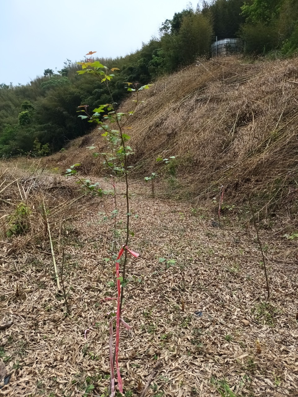 青楓&平坦處&水塔